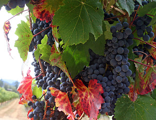 Image showing Ripe Wine Grapes