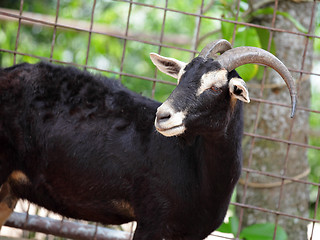 Image showing goat in farm