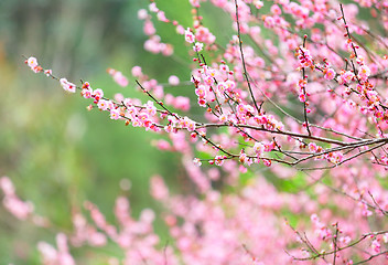 Image showing plum flower blossom