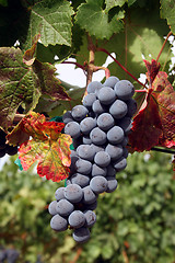 Image showing Ripe Wine Grapes