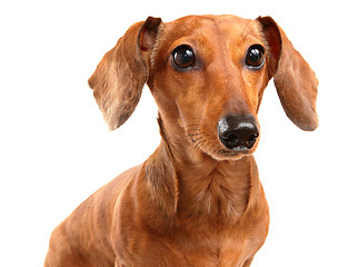 Image showing Dachshund Dog