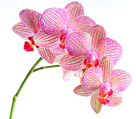 Image showing orchid flower