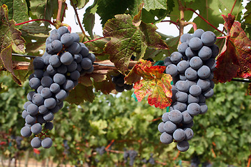 Image showing Ripe Wine Grapes