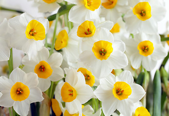 Image showing narcissus flower