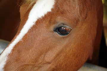 Image showing horse