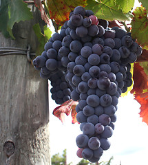 Image showing Ripe Wine Grapes