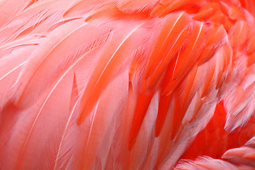 Image showing Flamingo Feathers