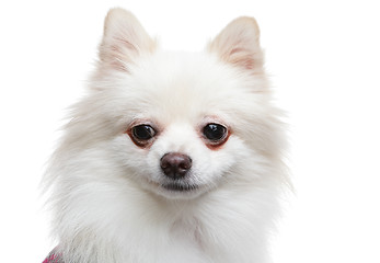 Image showing white pomeranian dog