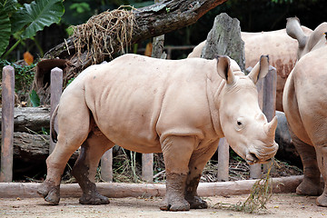 Image showing rhino