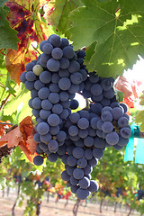 Image showing Ripe Wine Grapes