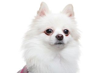 Image showing white pomeranian dog