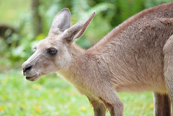 Image showing grey kangaroo