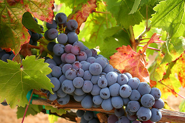 Image showing Ripe Wine Grapes