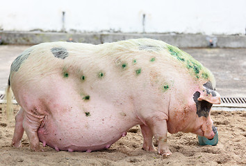 Image showing pig