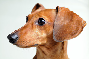 Image showing Dachshund Dog