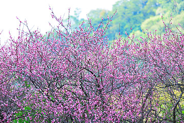 Image showing plum flower