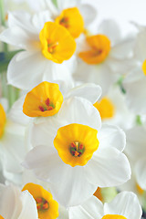 Image showing narcissus flowers