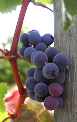 Image showing Ripe Grape Cluster