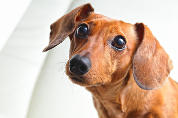 Image showing dachshund dog