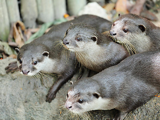 Image showing Oriental Short-Clawed Otters