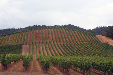 Image showing Straight Vine Rows