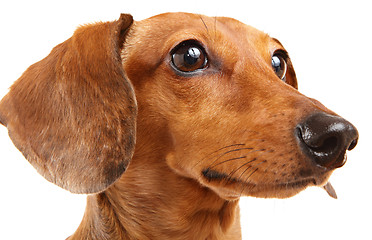 Image showing Dachshund Dog isolated over white background