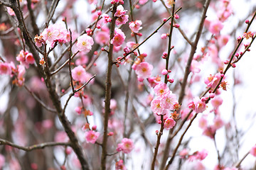 Image showing plum flower blossom