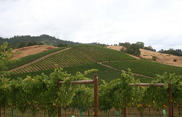 Image showing Maintained Vineyard