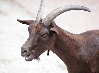 Image showing goat