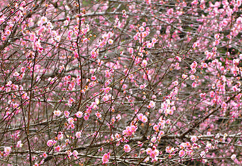 Image showing plum flower