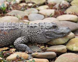 Image showing crocodile