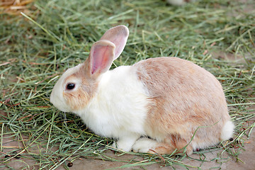 Image showing rabbit