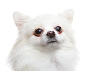 Image showing white pomeranian dog