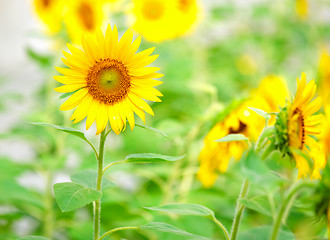 Image showing sunflower