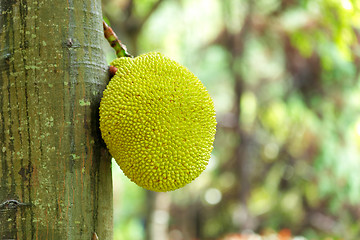 Image showing jack fruits