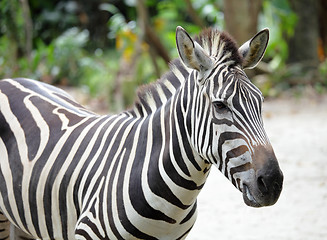 Image showing zebra