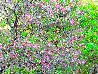 Image showing plum flower