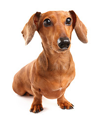 Image showing Dachshund Dog