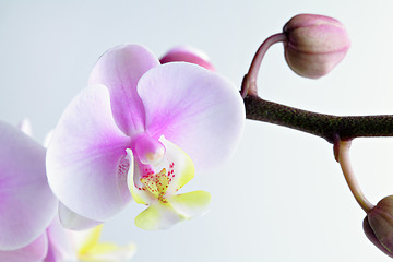 Image showing orchid flower