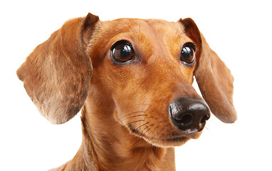 Image showing short haired Dachshund Dog