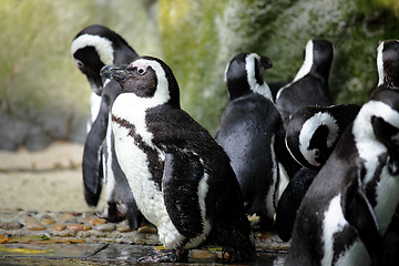 Image showing penguins