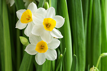 Image showing narcissus flower