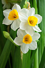 Image showing narcissus flowers