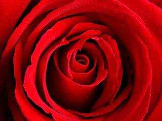 Image showing red rose