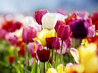 Image showing tulips in bloom