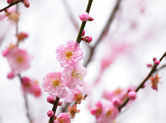 Image showing plum flower