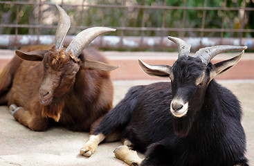 Image showing goat in farm