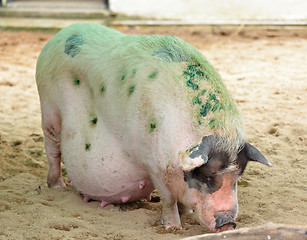 Image showing pig