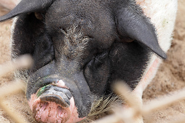 Image showing pig