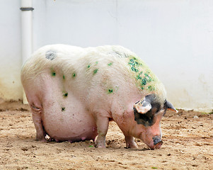 Image showing pig